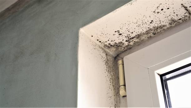 Best Biohazard Mold Removal  in New Canaan, CT