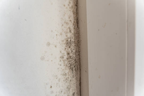 Best Environmental Consulting for Mold Prevention  in New Canaan, CT